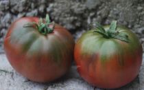 Сорта томатов, устойчивые к кладоспориозу