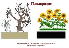 Слива для ленинградской области и северо-запада: лучшие желтые сорта, самоплодные, низкорослые